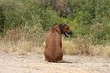 RODESIAN RIDGEBACK 259